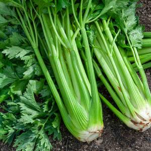 Céleri Branche d'Elne